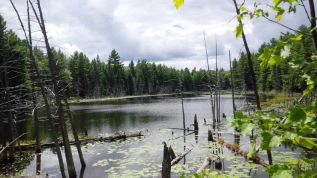 Fufflemucker Pond at the Rose Hill Nature Reserve